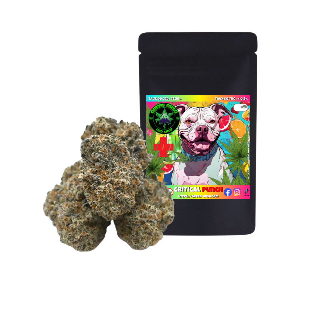Small bud Critical Punch Hydroponie