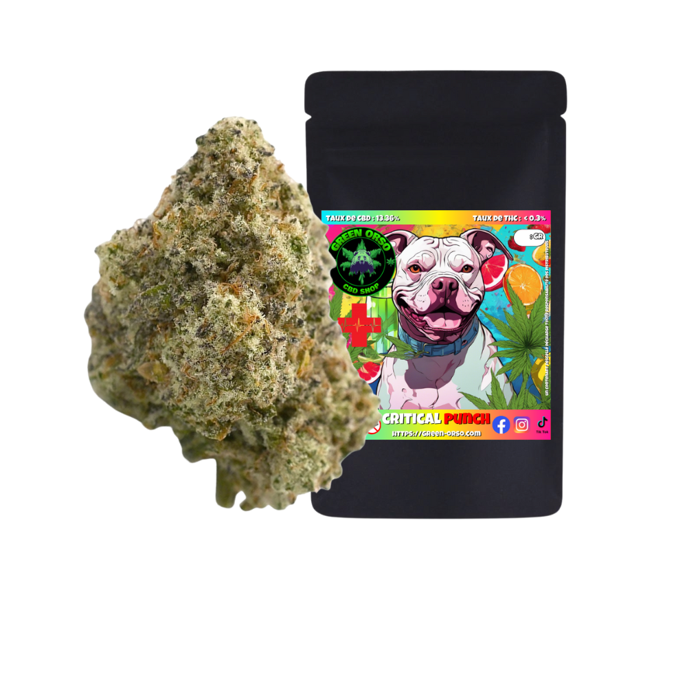 Medium bud Critical Punch Hydroponie - Green orso