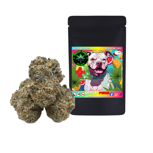 Small bud Critical Punch Hydroponie - Green orso