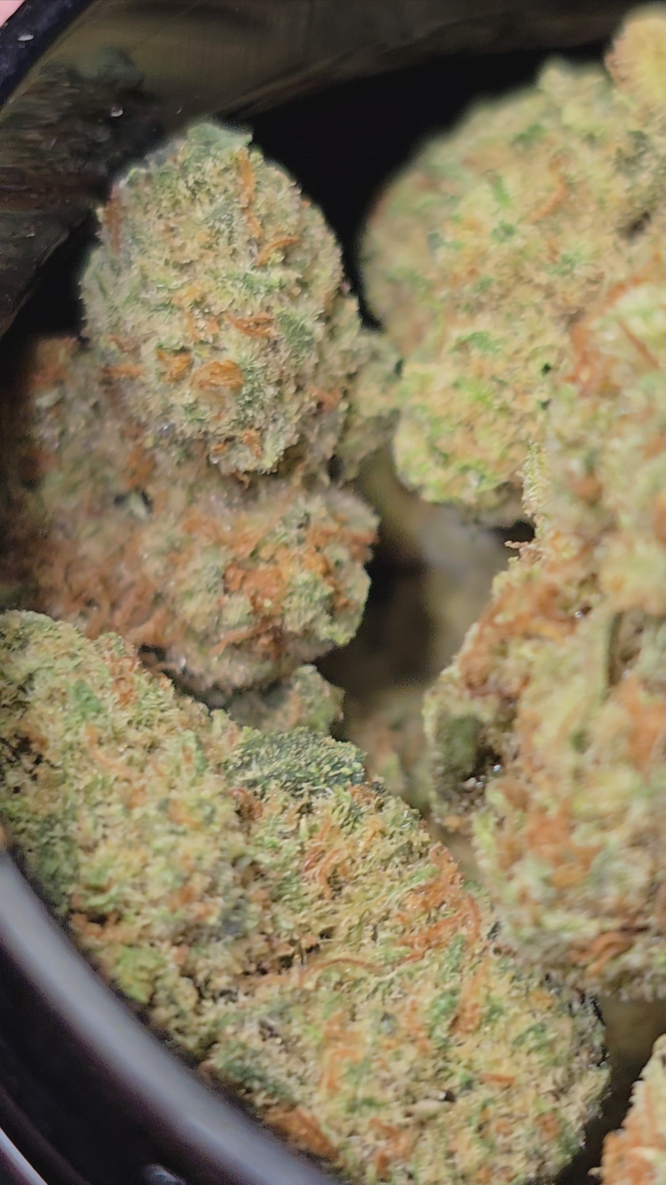 Medium bud Amnesia Haze Hydroponie