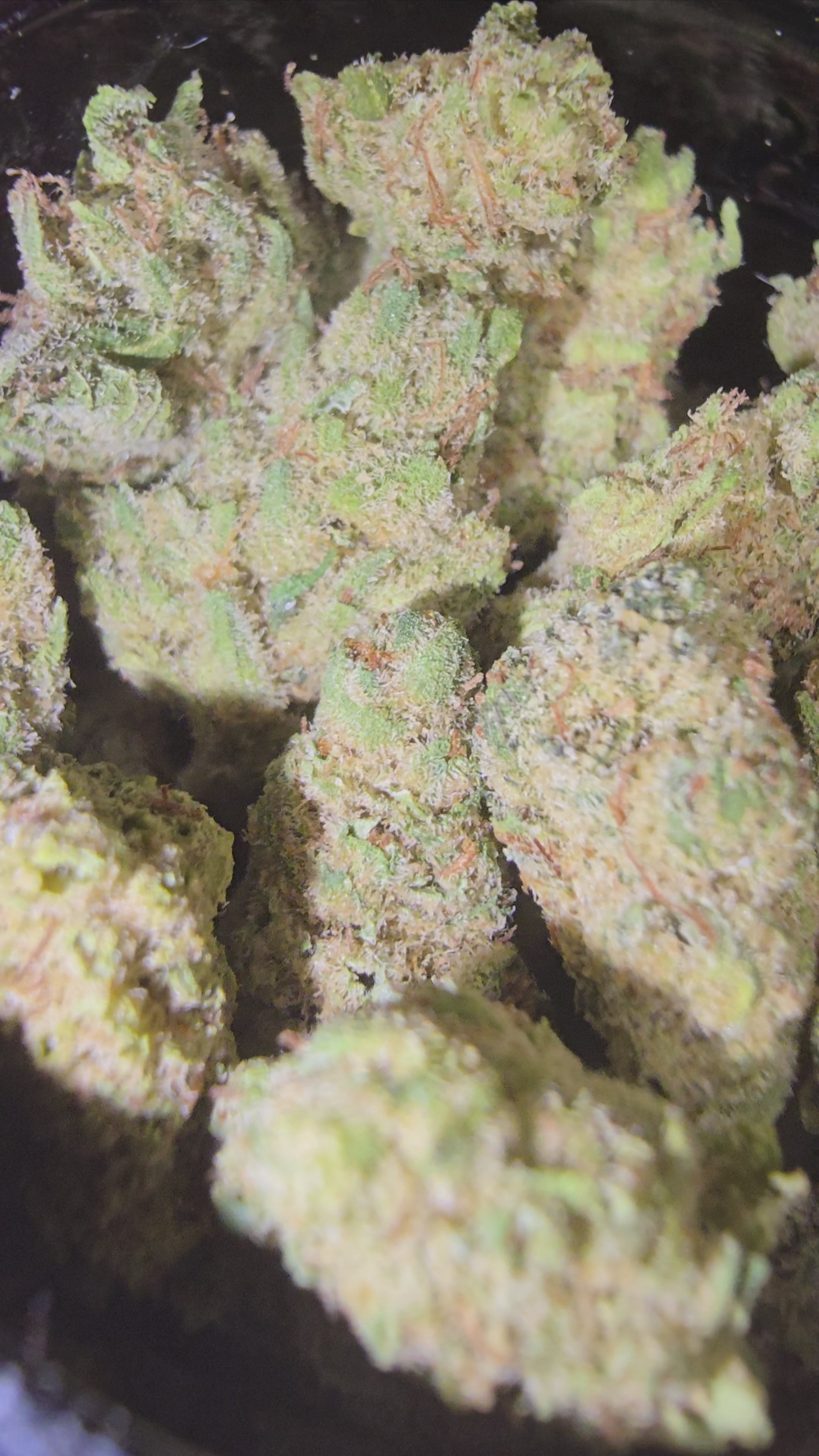 Small bud Blue Dream Hydroponie