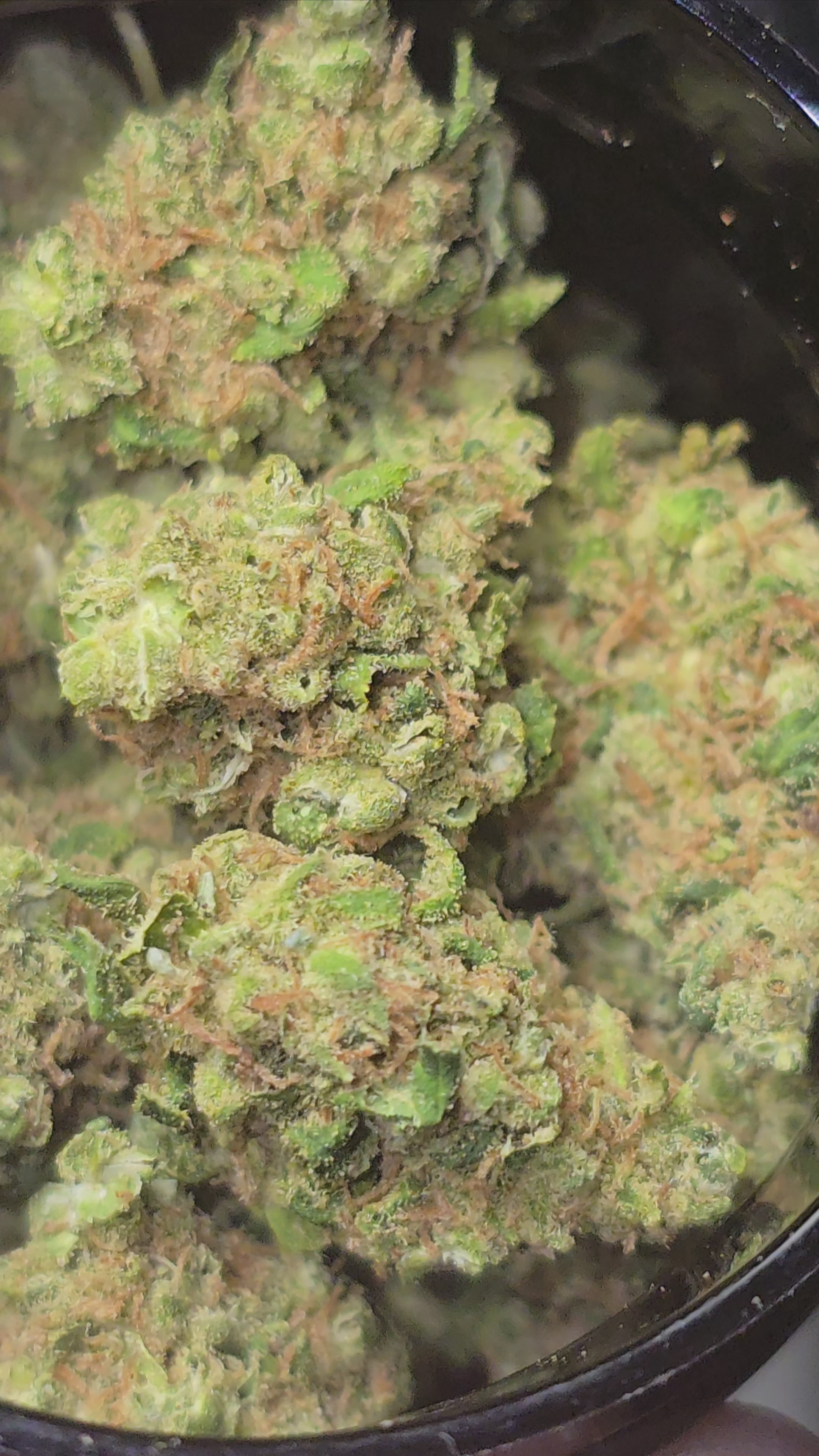 Small bud Gelato Hydroponie