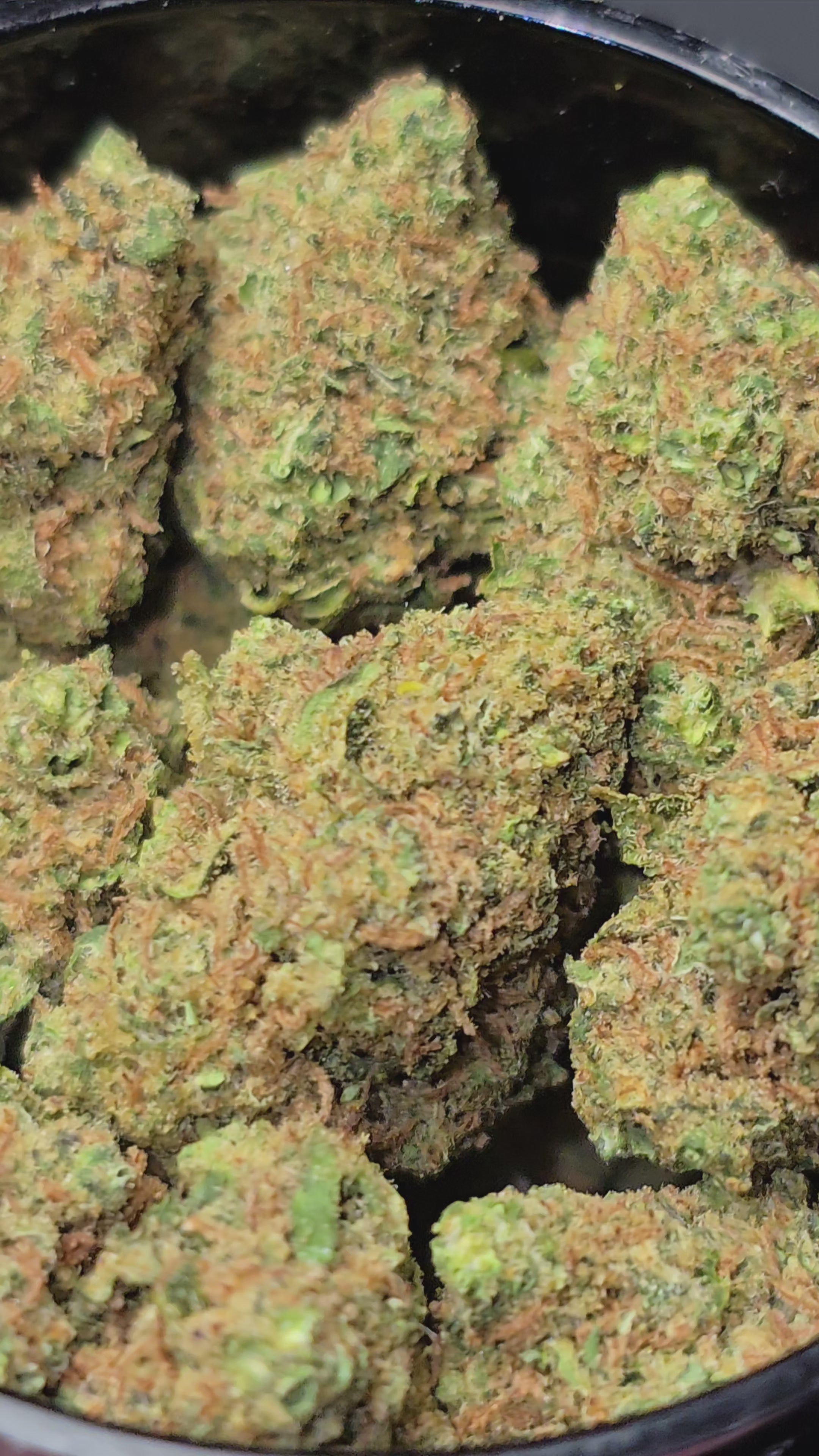 Small bud Runtz Cake Hydroponie