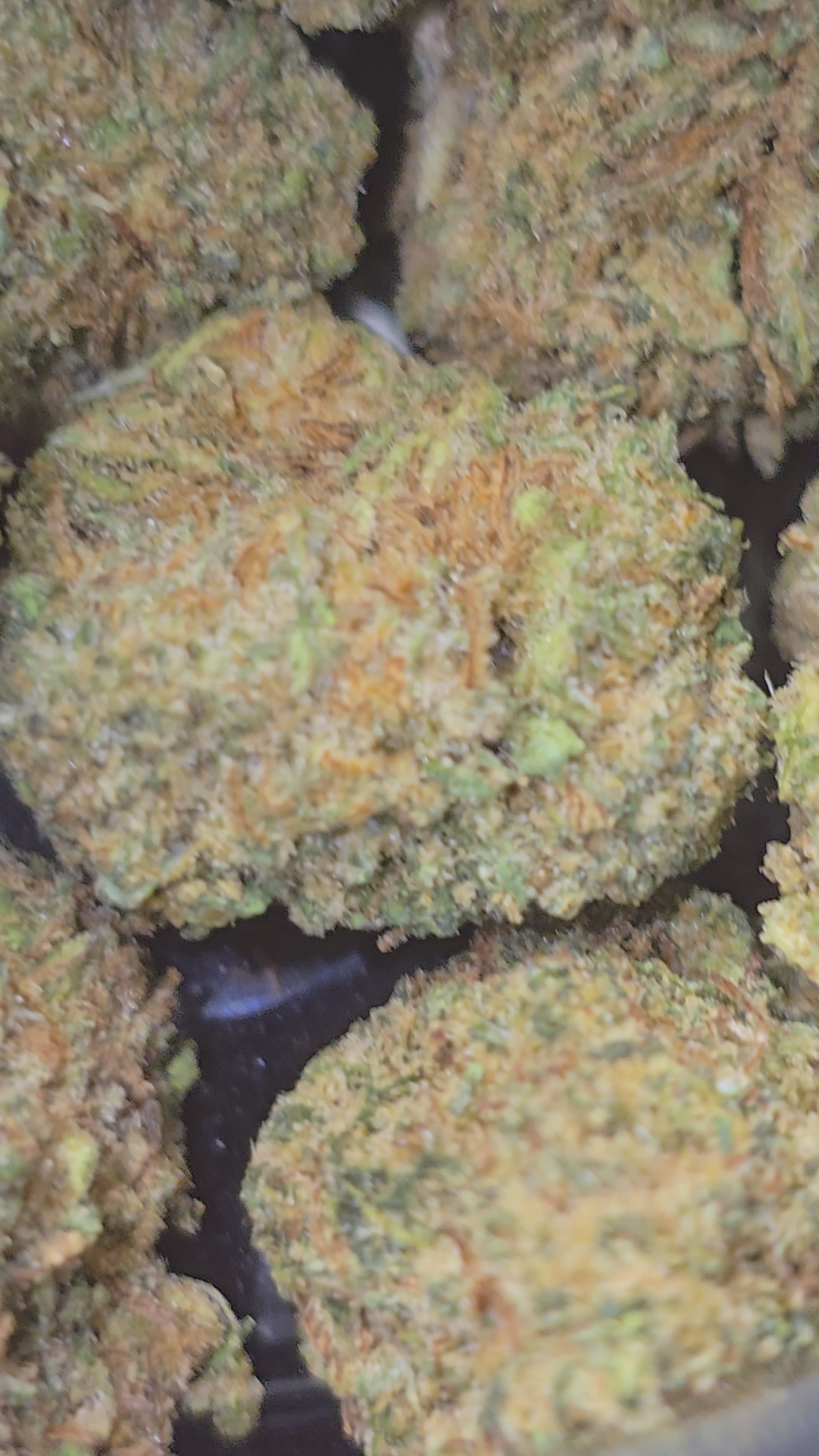Small bud Super Spécial Sauce Hydroponie