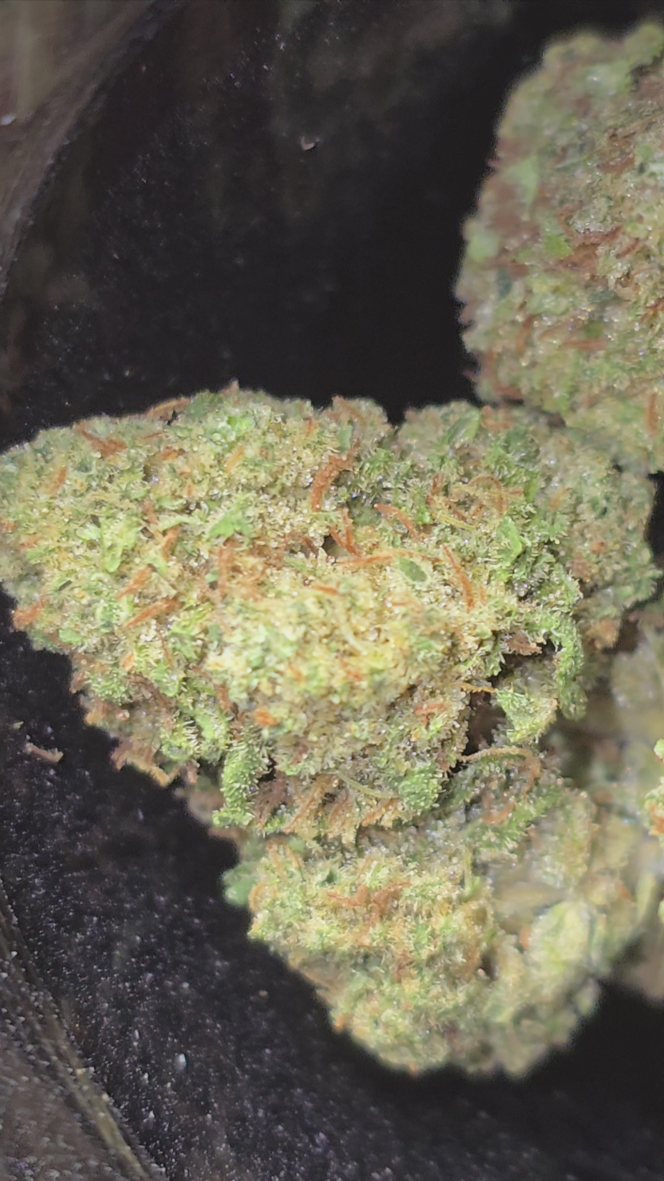 Cali Octane Hydroponie