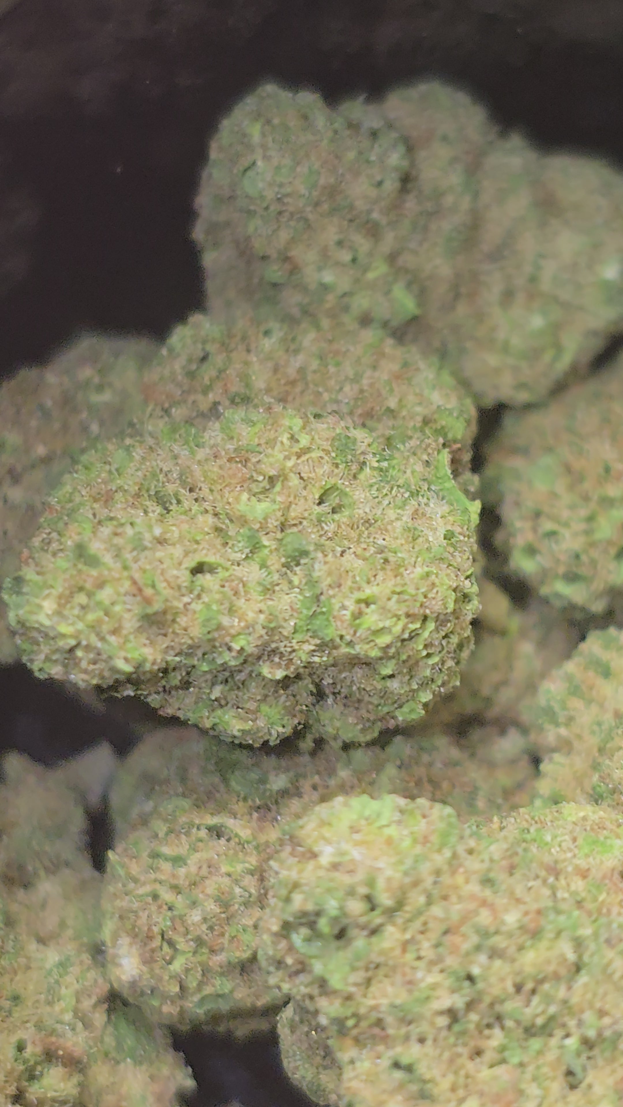 Small bud Bubba Kush Hydroponie