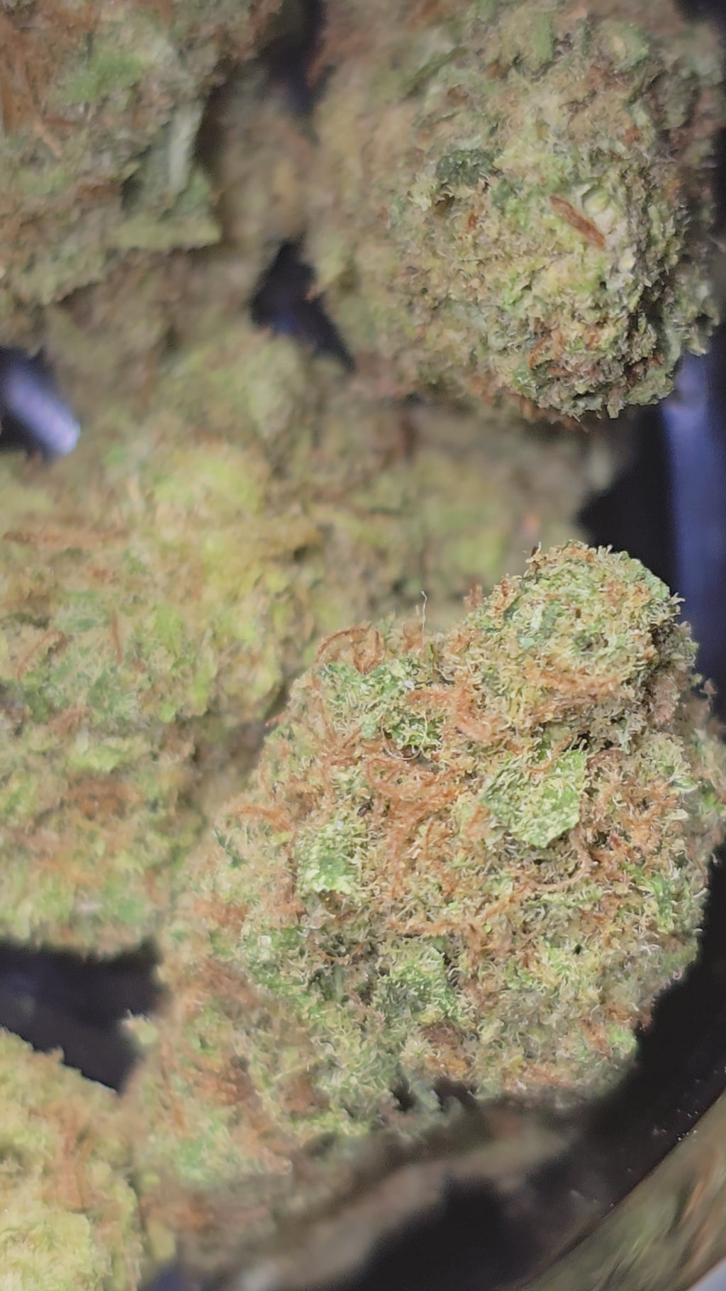 Medium bud California Haze Hydroponie