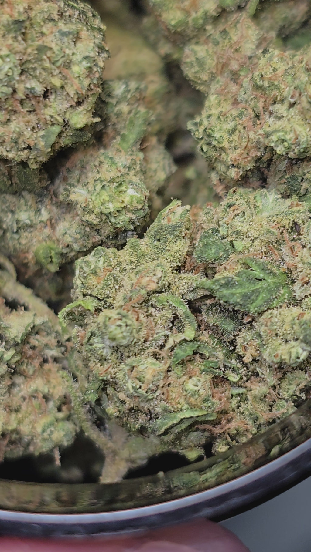 Small bud Mango Berry Hydroponie