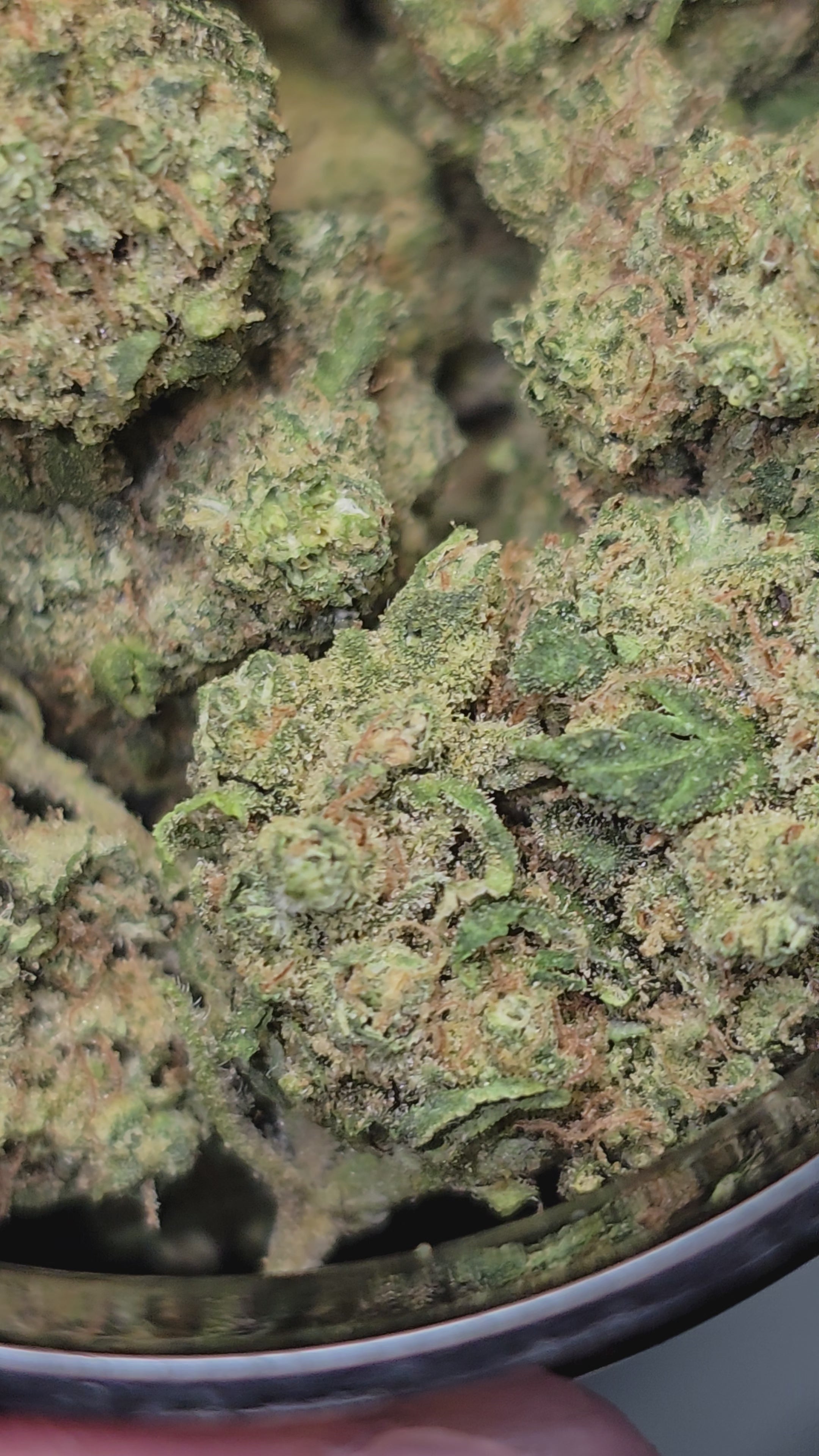 Small bud Mango Berry Hydroponie