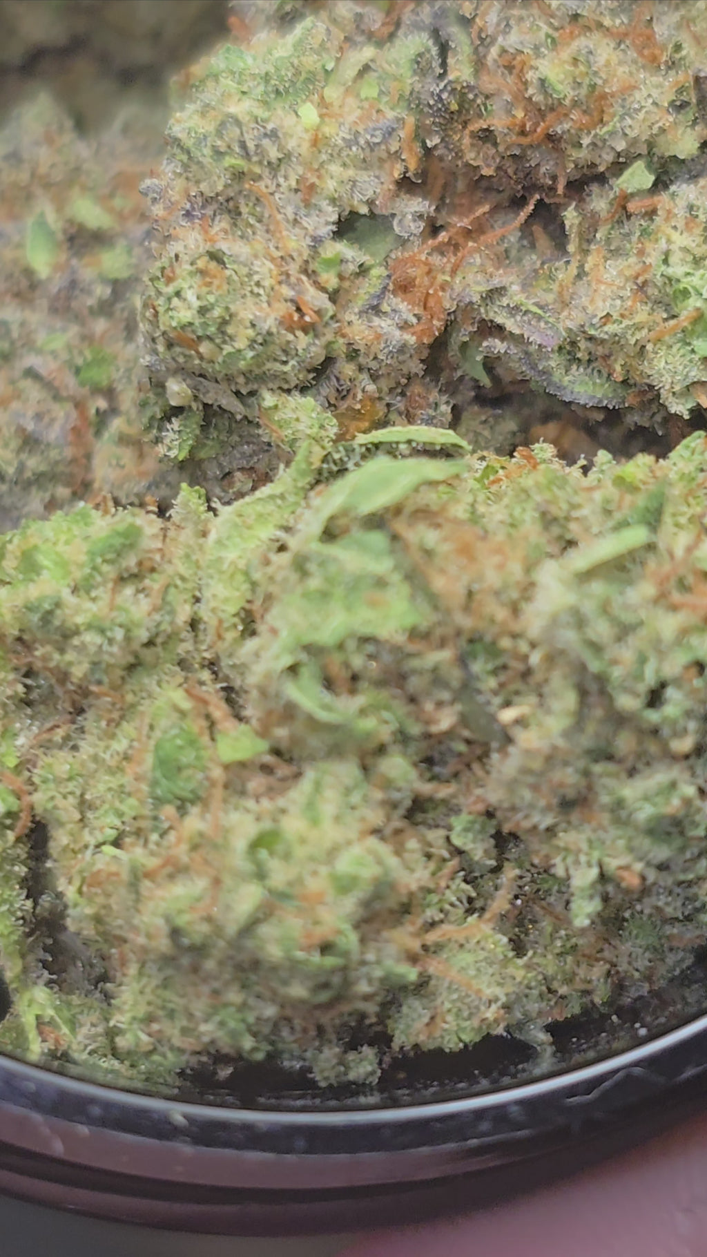 Chernobyl Hydroponie