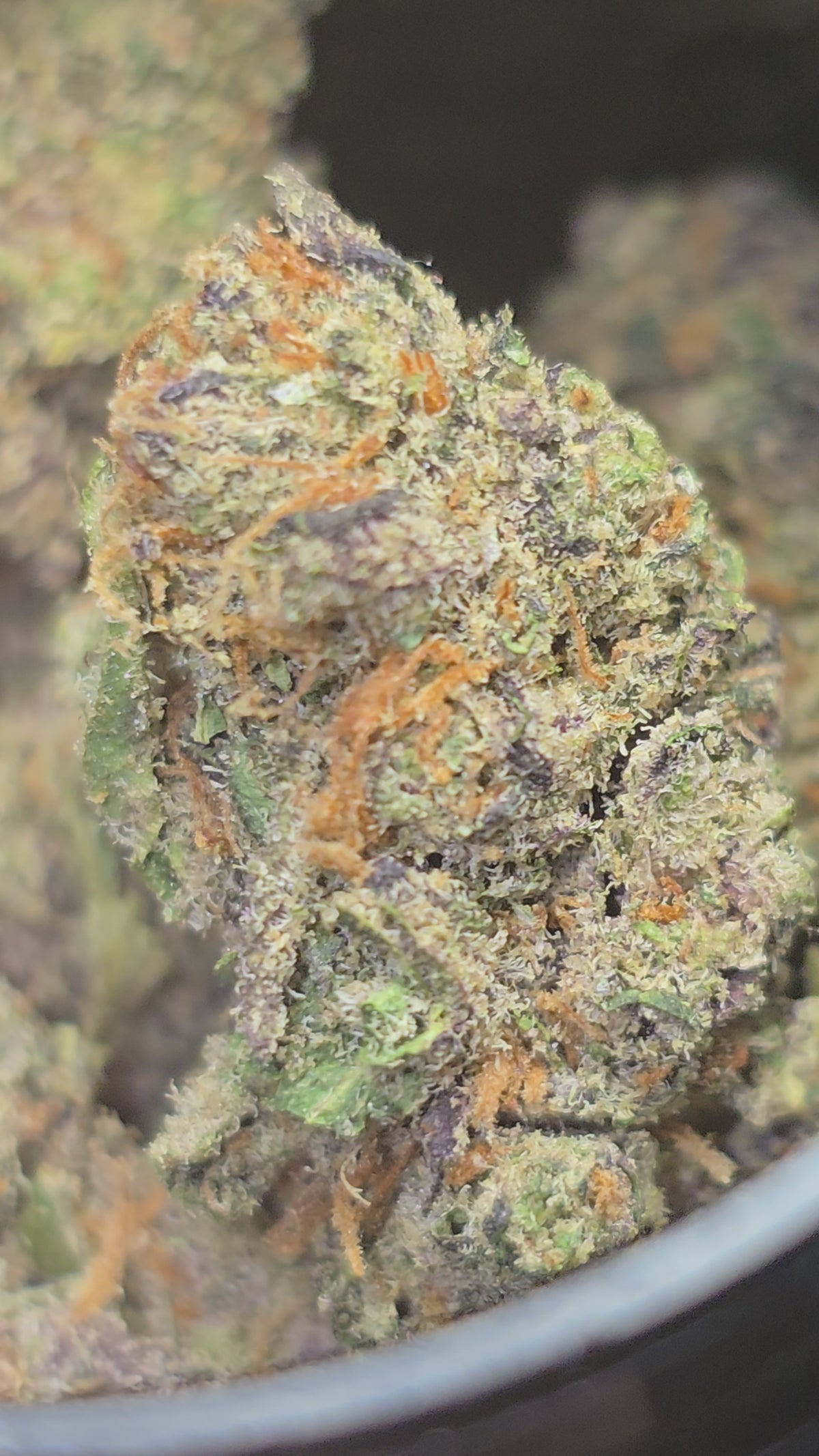 Blood Orange Hydroponie