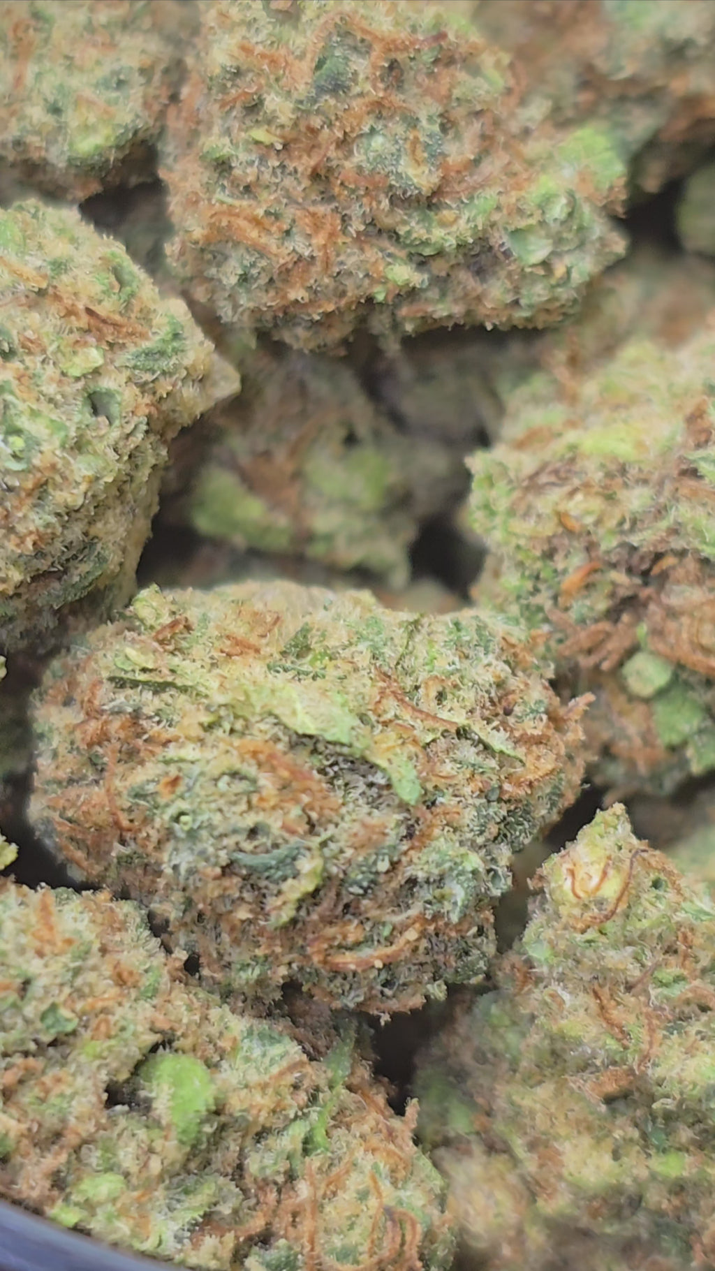 Small Bud Blueberry Muffin Hydroponie – Fleur de CBD