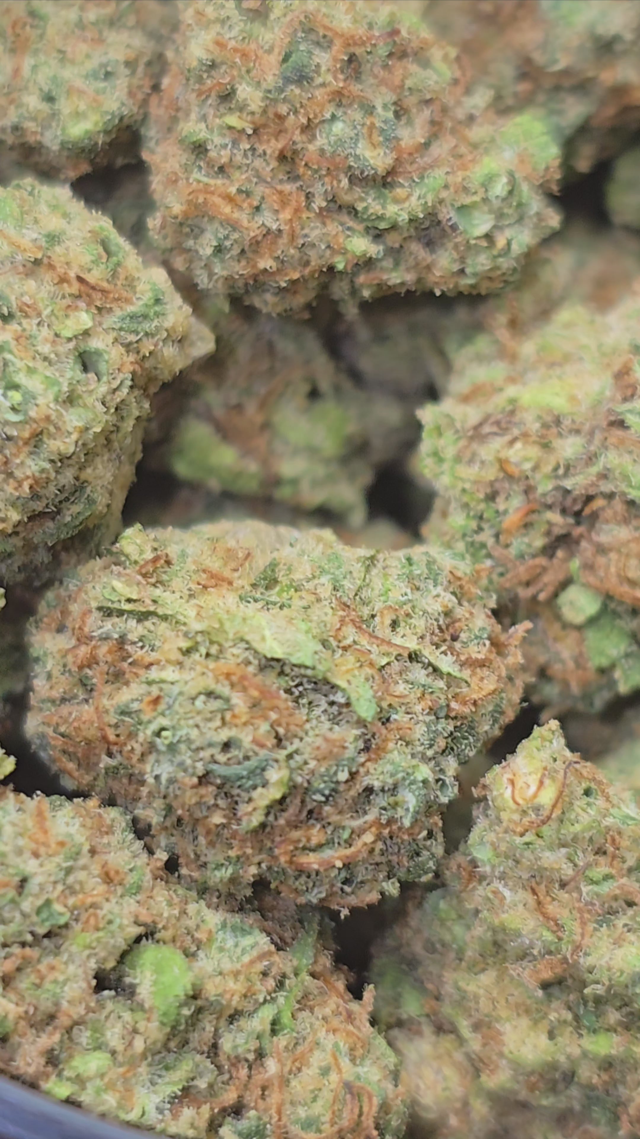 Small Bud Blueberry Muffin Hydroponie – Fleur de CBD