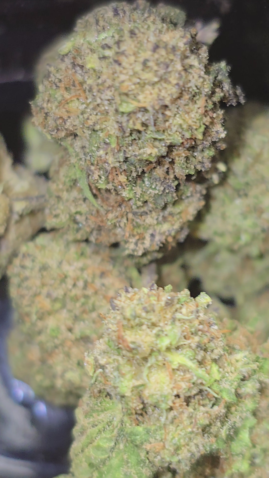 Tropical Zmoothie Hydroponie