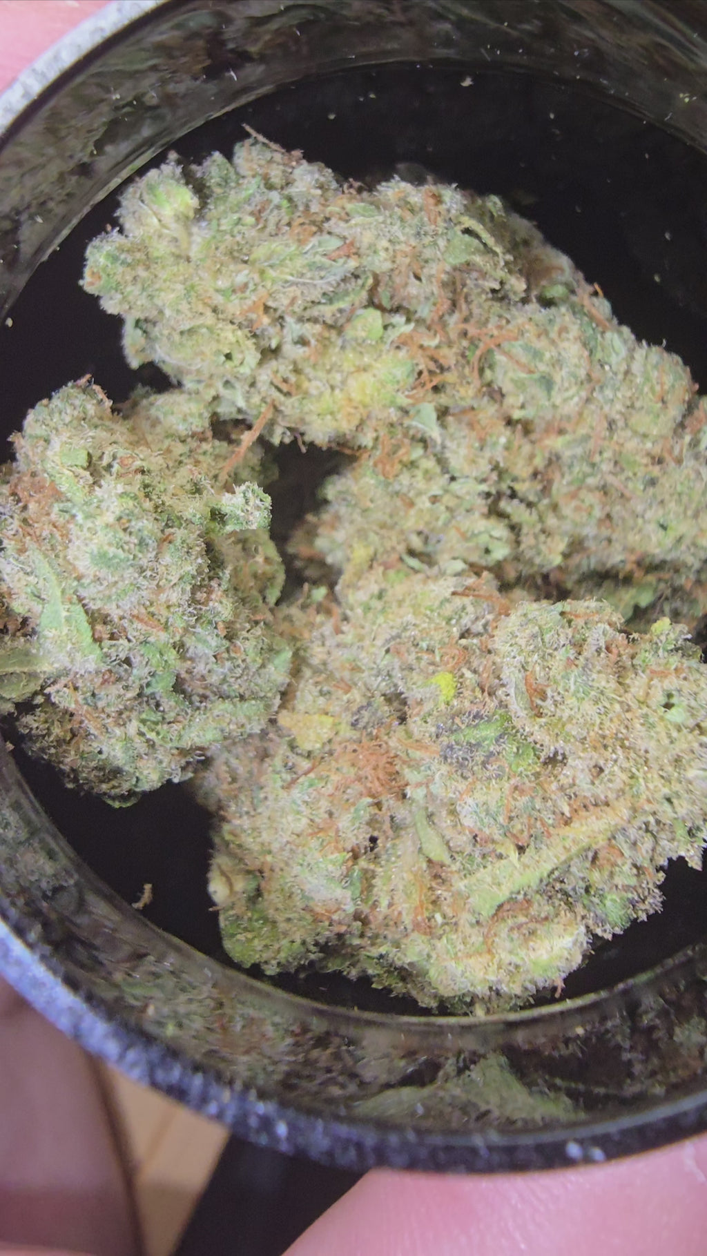 Jack Herer Hydroponie