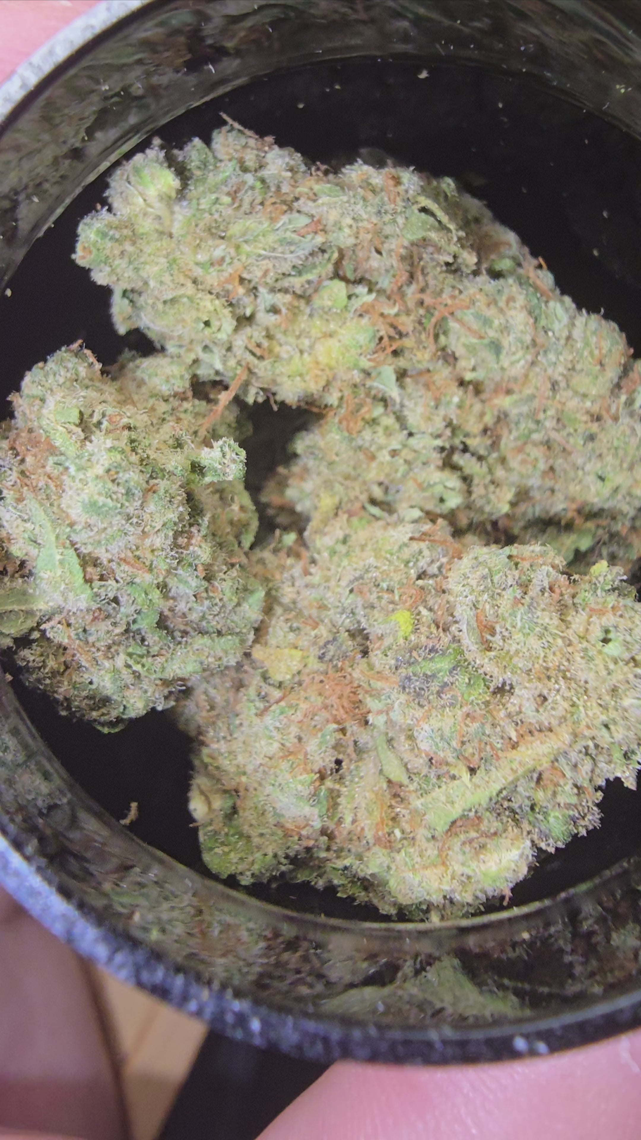 Jack Herer Hydroponie