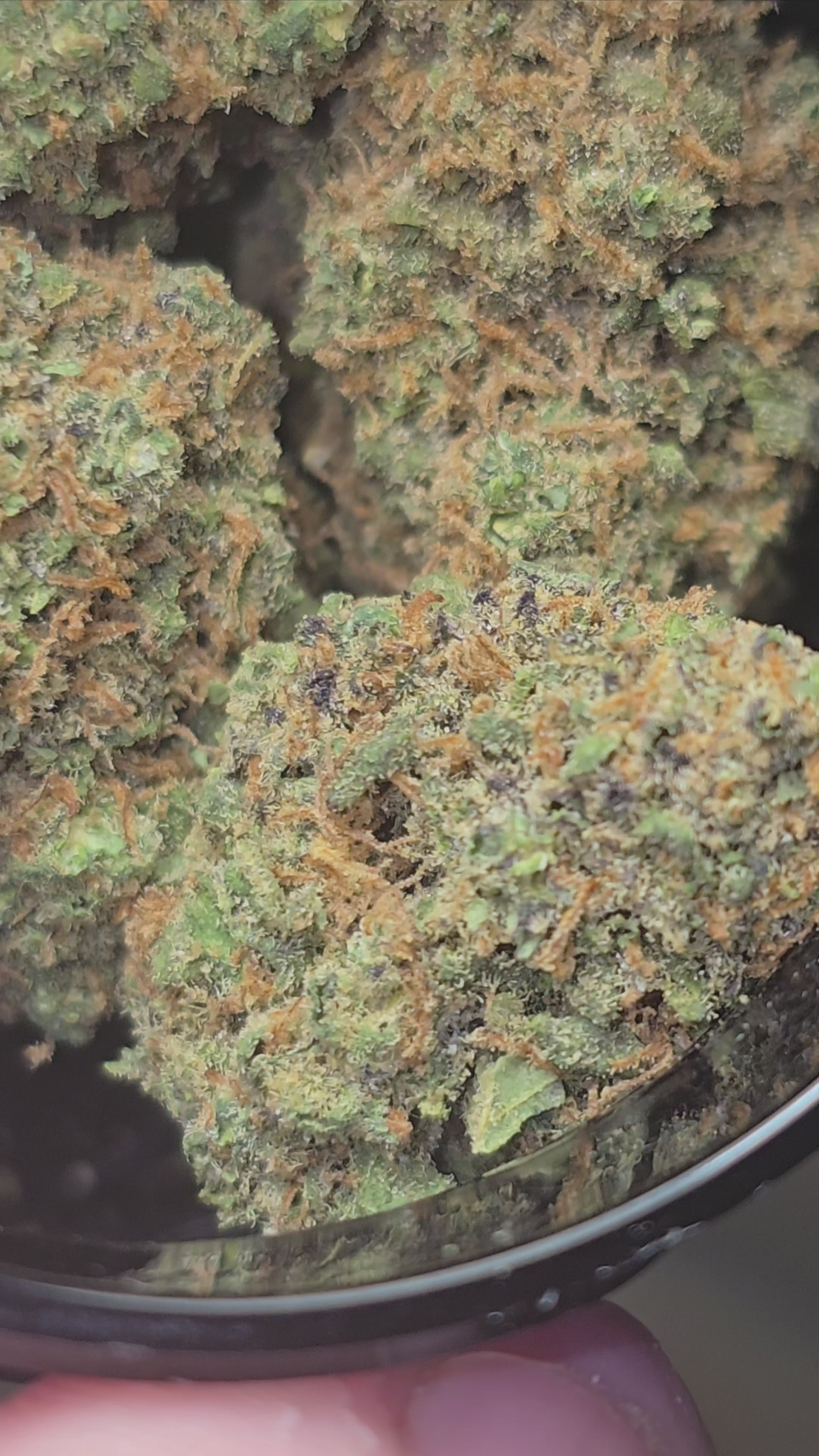 Candy Berry Hydroponie