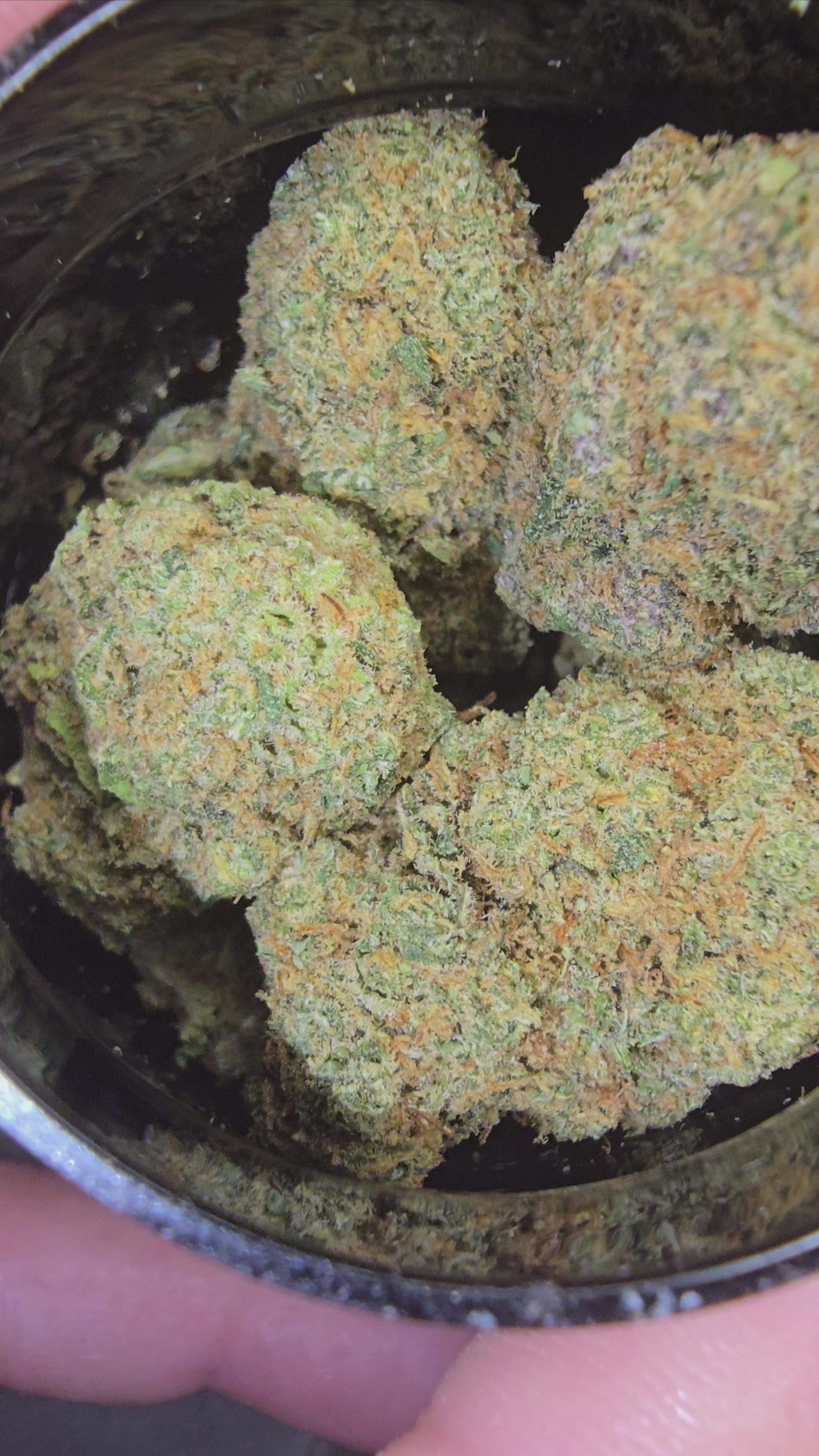Pineapple Express Hydroponie