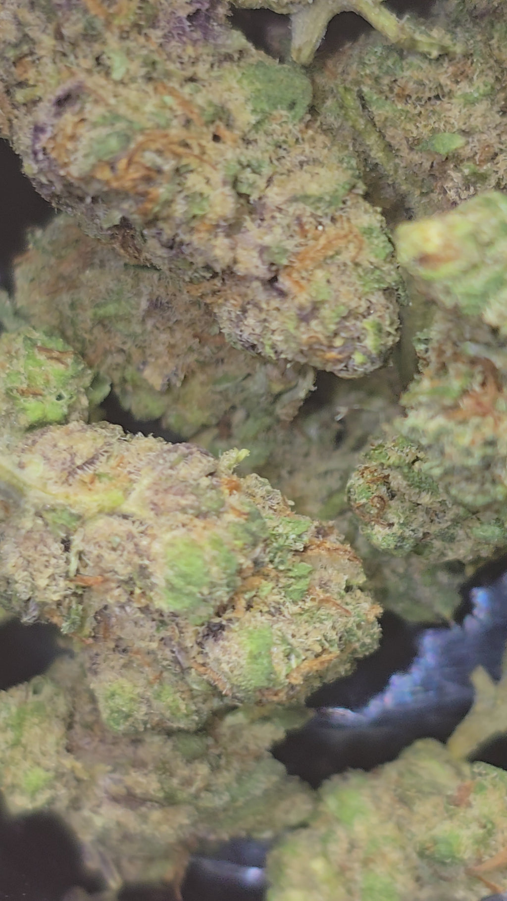 Small bud Strawberry Payton Hydroponie