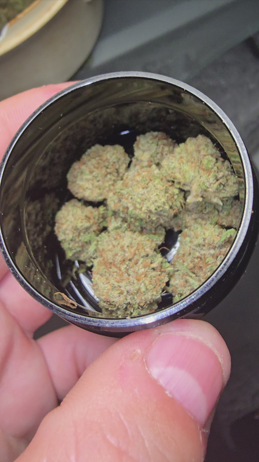Medium bud Critical Punch Hydroponie
