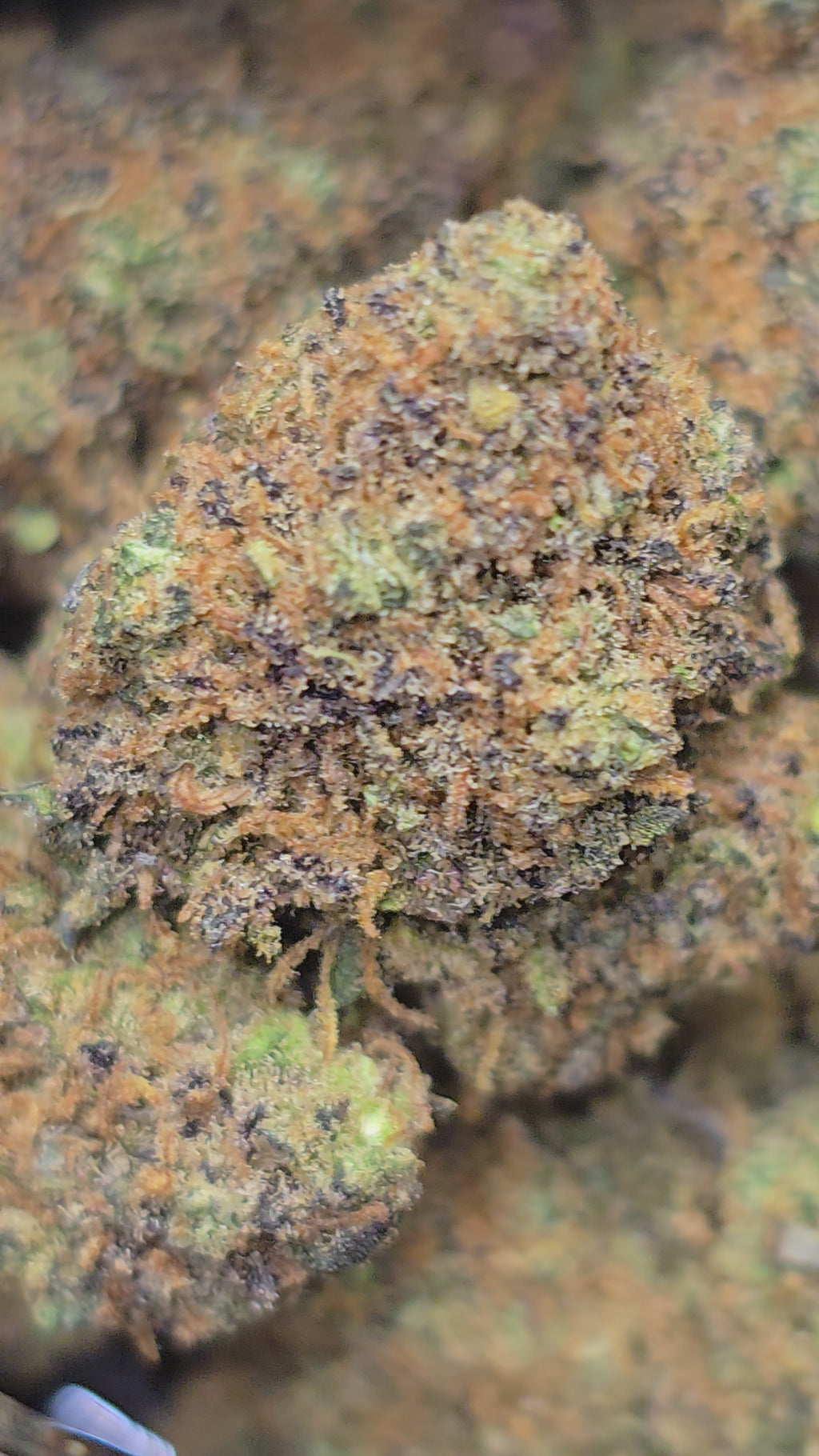 Medium bud Purple Gaz Hydroponie