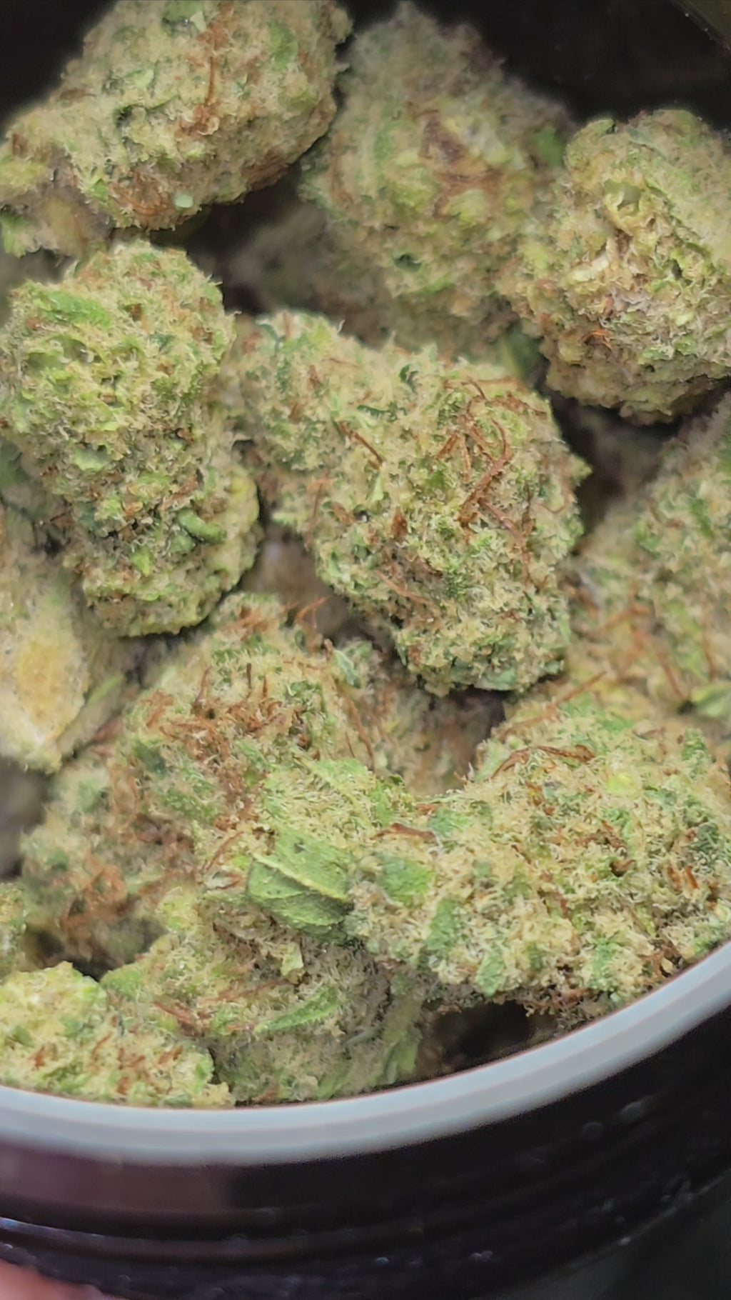 Small bud Mandarine Skunk Hydroponie