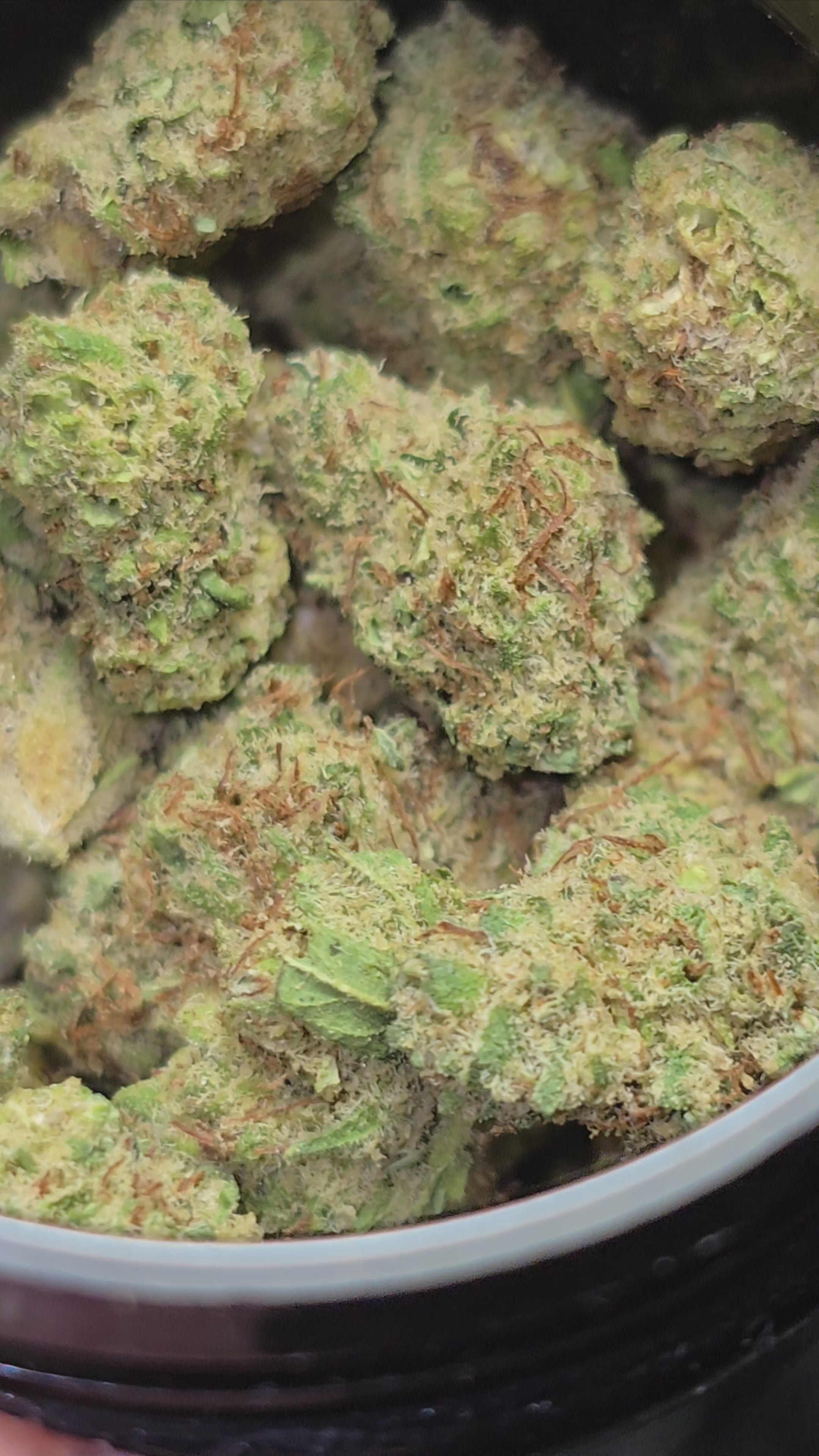 Small bud Mandarine Skunk Hydroponie